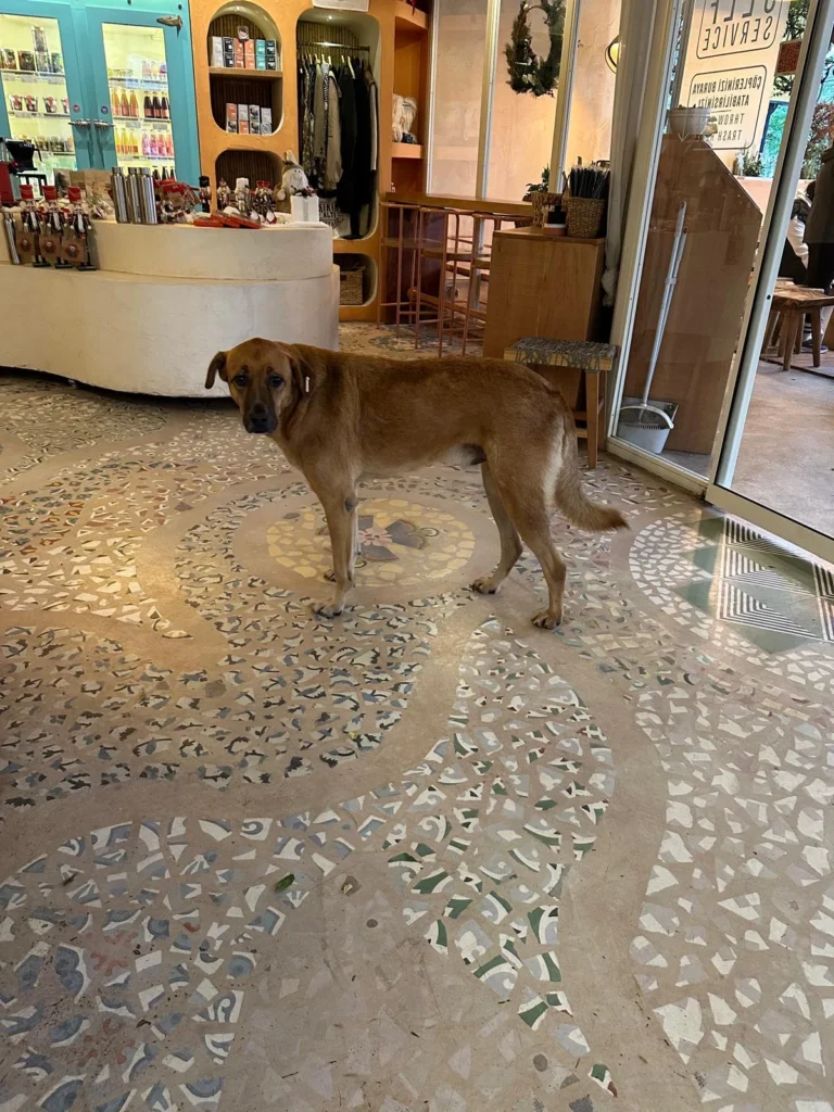 patterned-cement-tiles-interior-Karoistanbul